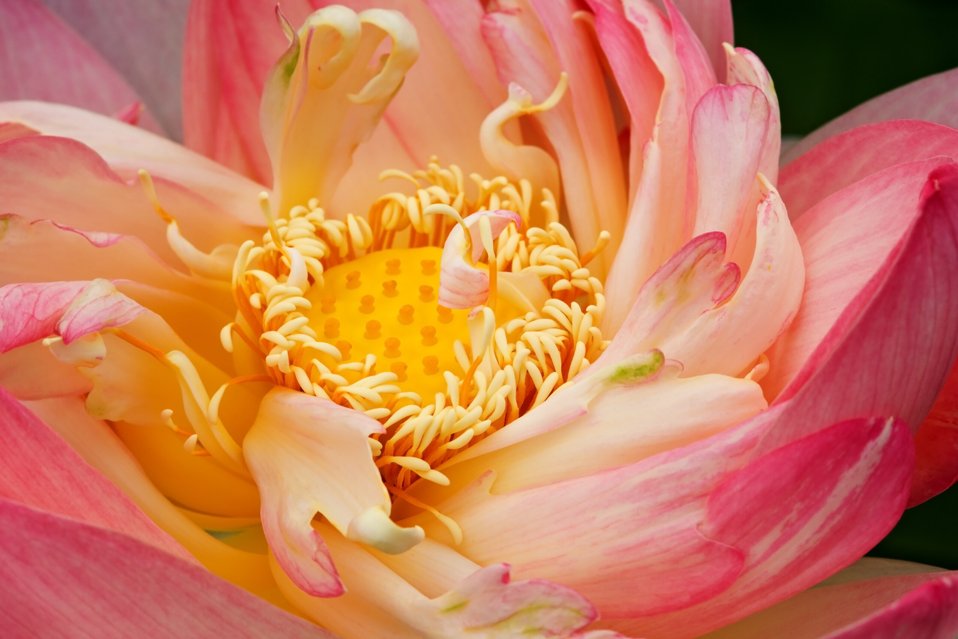 SELF-REALISATION – UNFOLDMENT