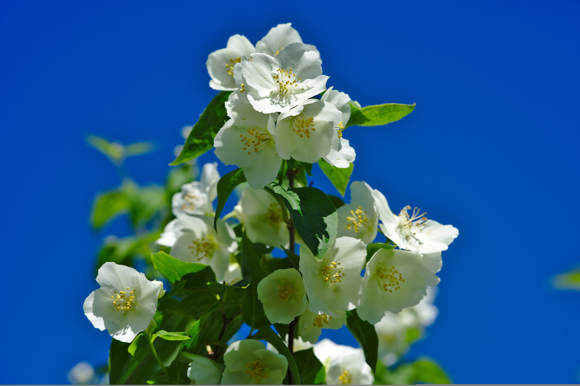 YOU ARE PERFECT BEINGS