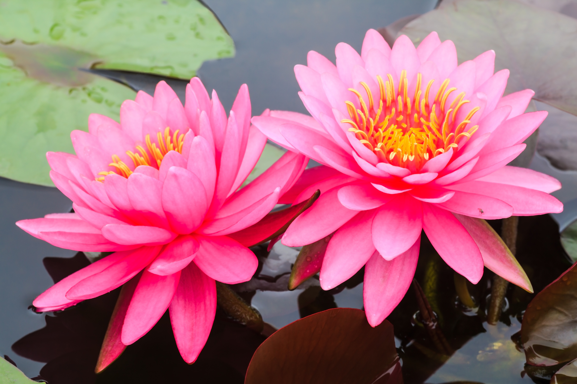 WE COMBINE ALL THE YOGAS